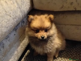 Pomeranian dogs Adorable Pomeranians - Advert 12