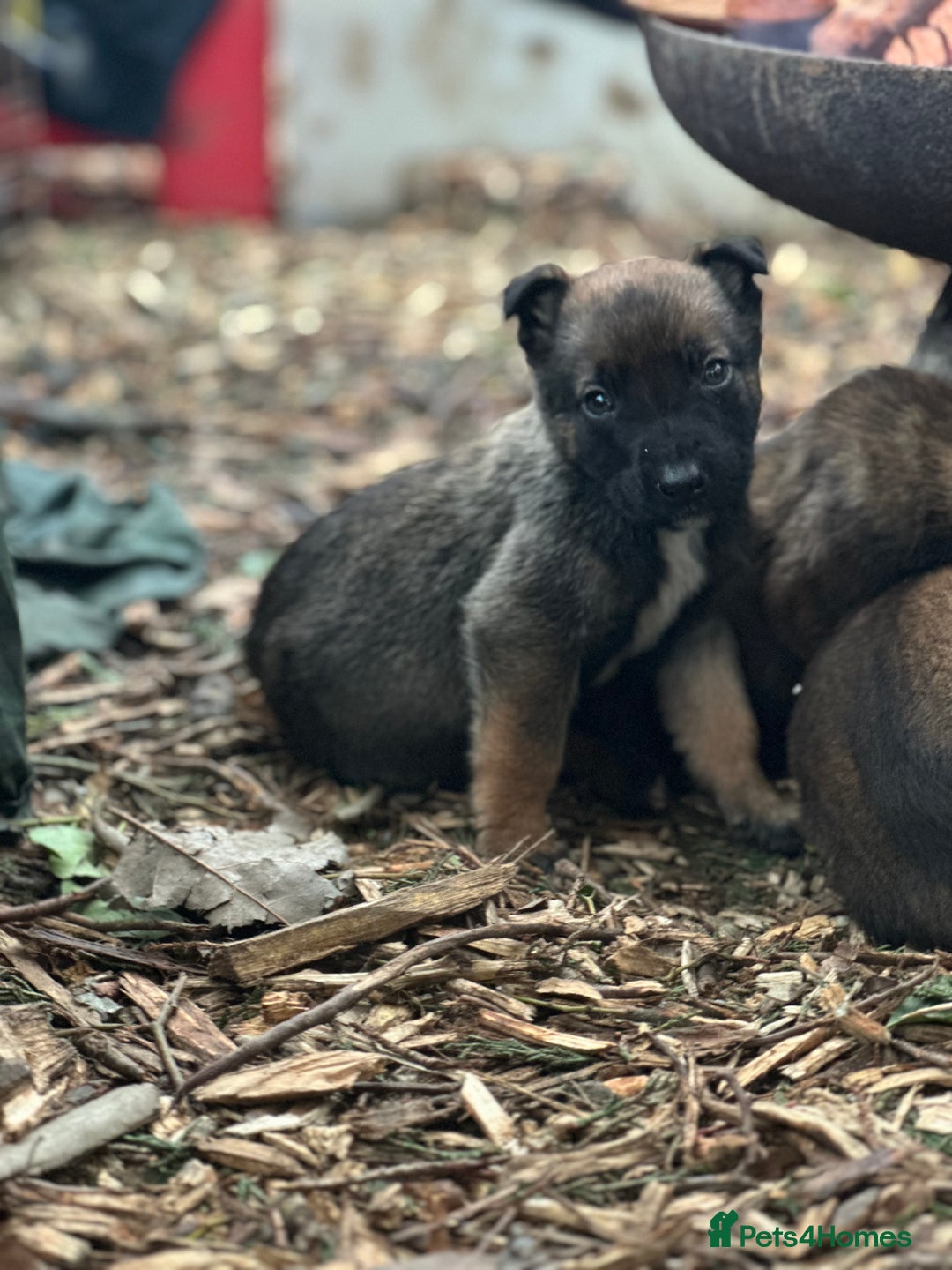 Mixed Breed dogs for sale: Dutch Herder Puppies  - Advert 10