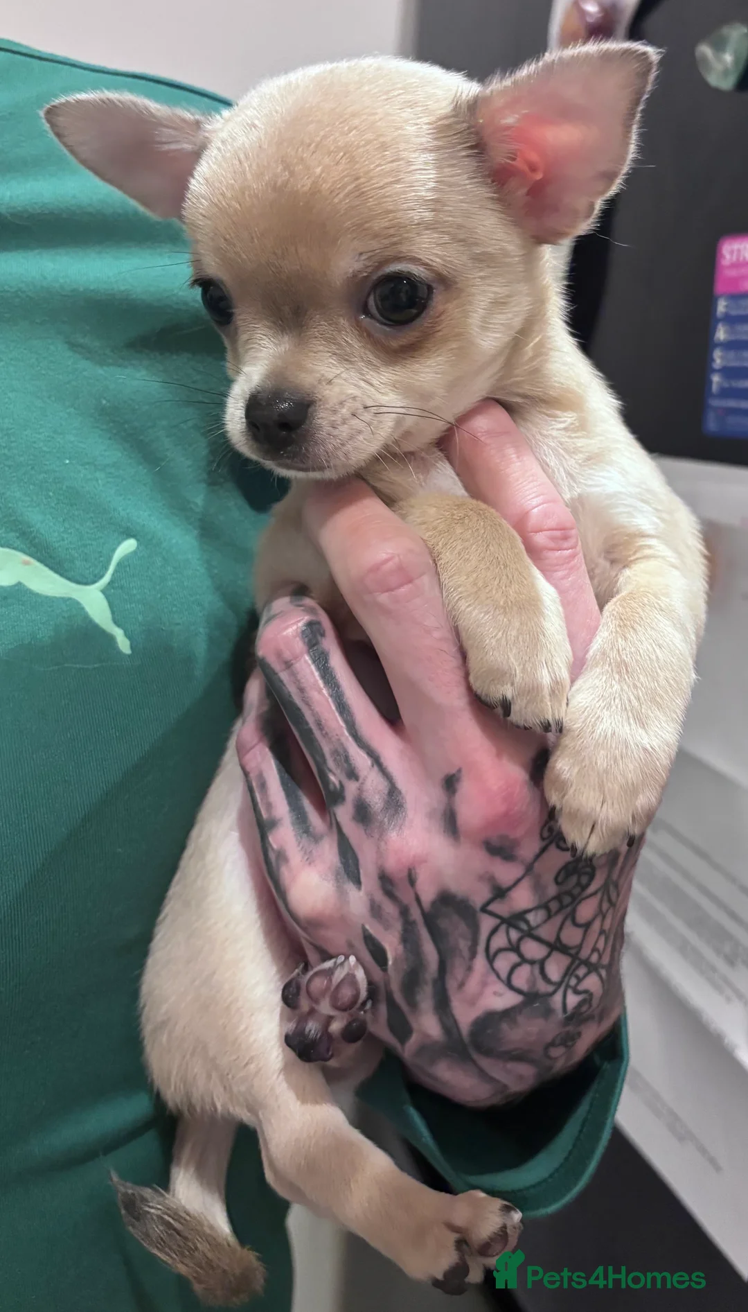 Chihuahua dogs for sale: Last boy KC REG chihuahua Champ/russian READY NOW - Advert 37