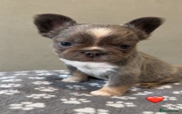 French Bulldog dogs for sale: *FLUFFY FRENCHIE’S* - Image 5