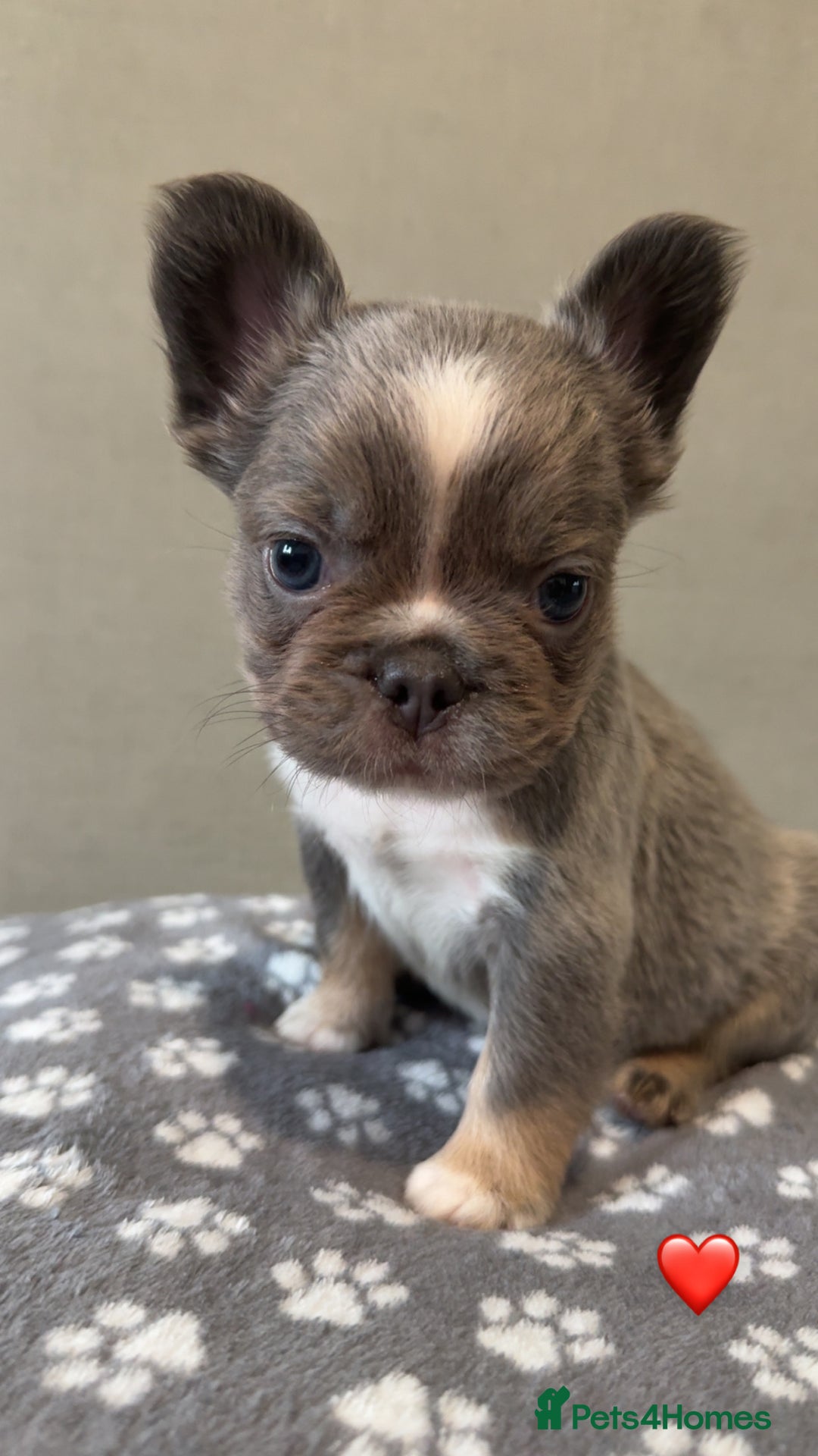 French Bulldog dogs for sale: *FLUFFY FRENCHIE’S* - Image 5