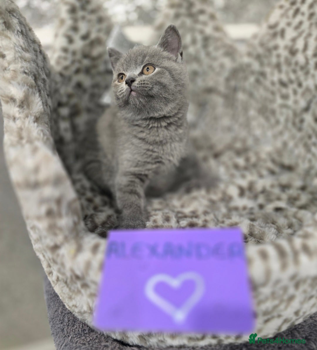 British Shorthair cats for sale: 🩷💜Beautiful British shorthair kittens 💜🩷 - Advert 29