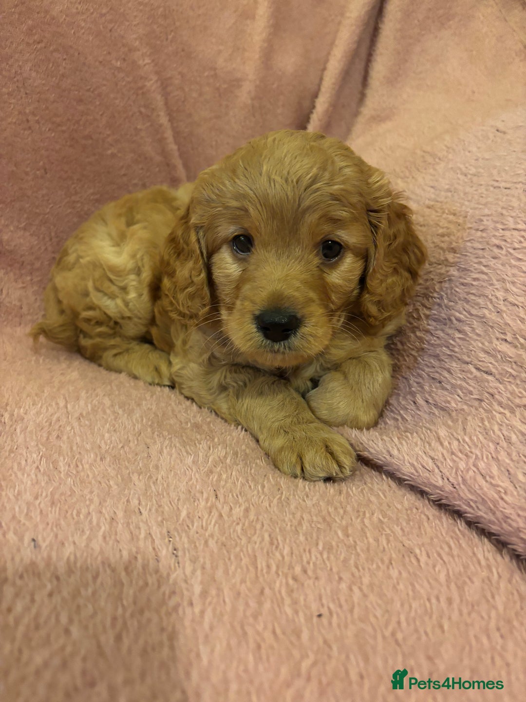 Cockapoo dogs for sale: Last cockapoo boy looking for his forever home ❤️ - Advert 9