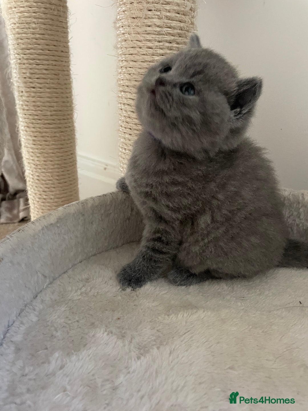 British Shorthair cats for sale: Beautiful, chunky, British shorthair kittens  - Advert 9