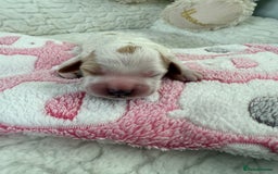 Cockapoo dogs for sale: Ready Dec 20th. Fully dna & health tested clear - Image 21