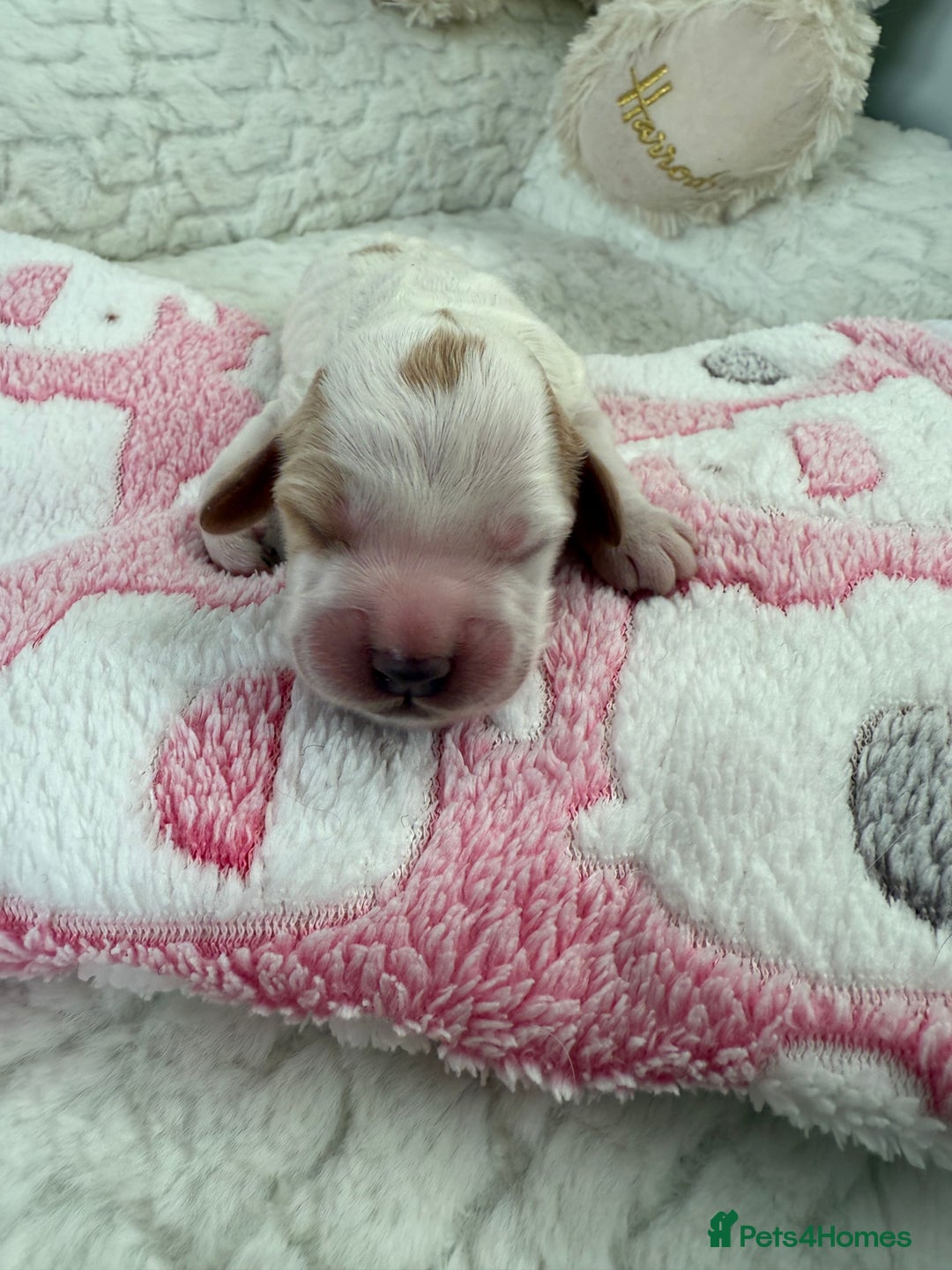 Cockapoo dogs for sale: Ready Dec 20th. Fully dna & health tested clear - Image 21