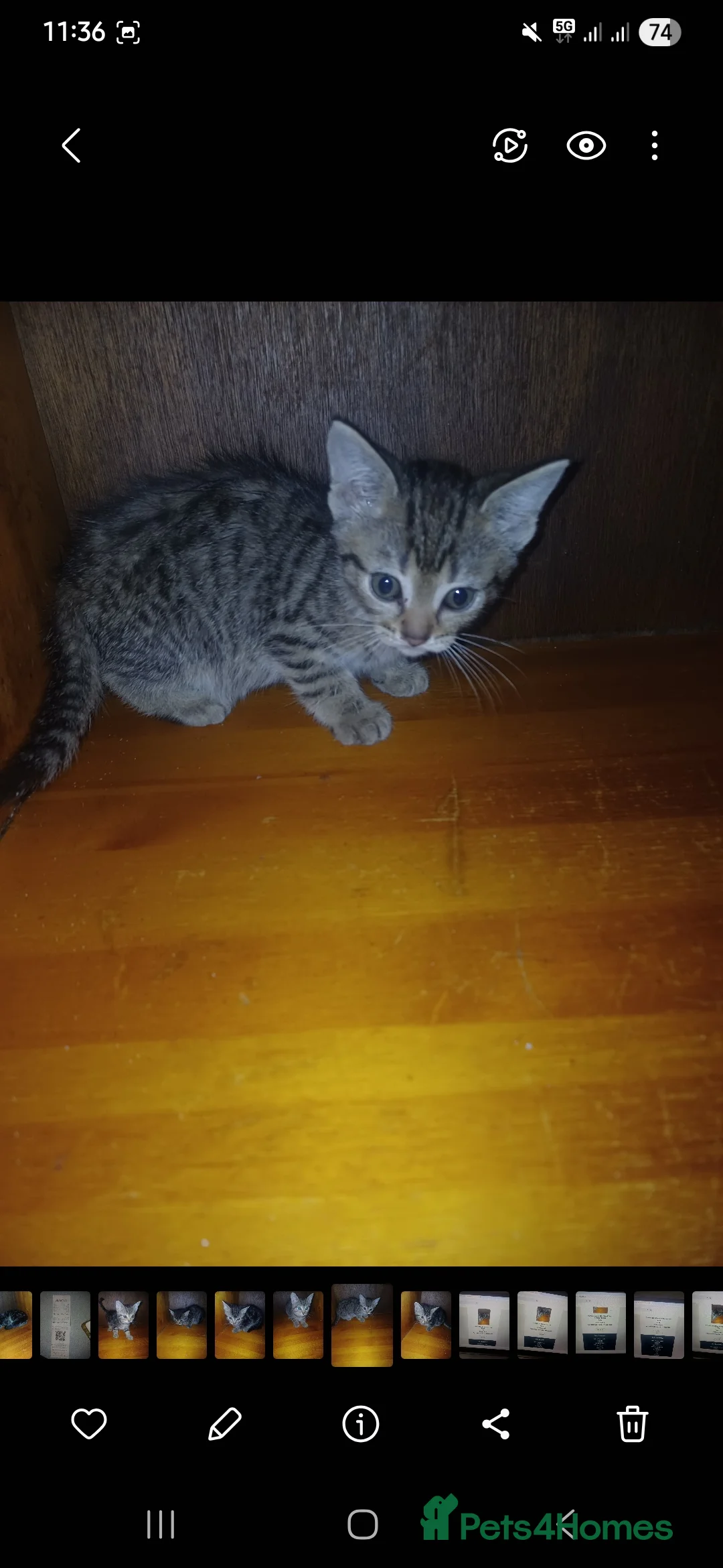 Domestic Shorthair cats for sale: 3 kittens looking for lovely home - Advert 4