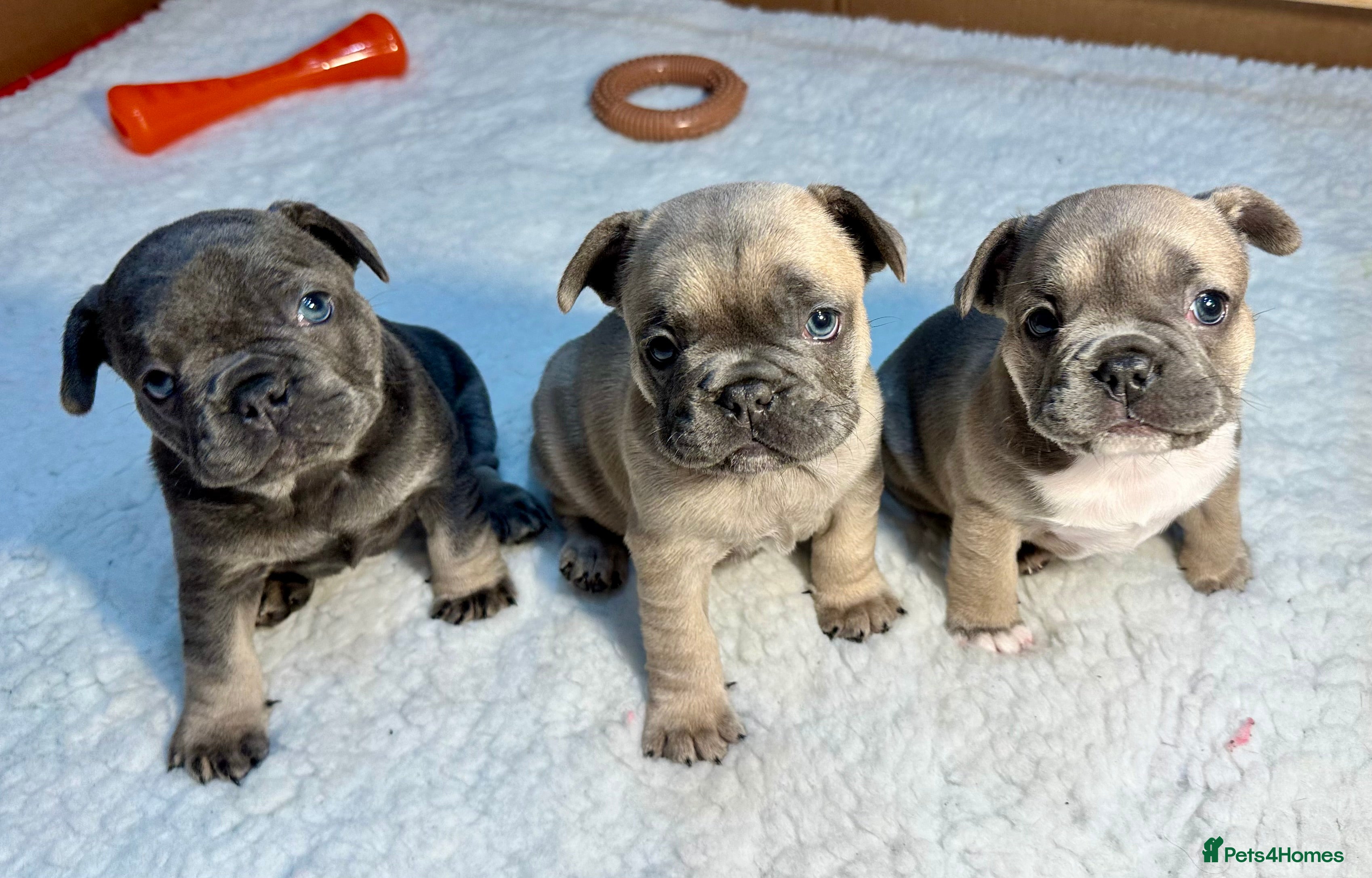 French Bulldog dogs 🐾 French Bulldog Puppies Available 🐾 - Advert 5