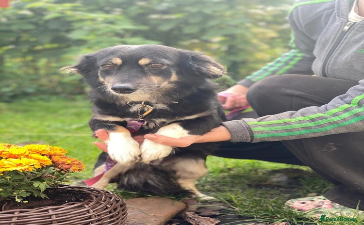 Mixed Breed dogs - Advert 4