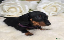 Dachshund dogs for sale: READY NOW LAST PUPPY  miniature dachshund puppies in Ilminster - Image 11