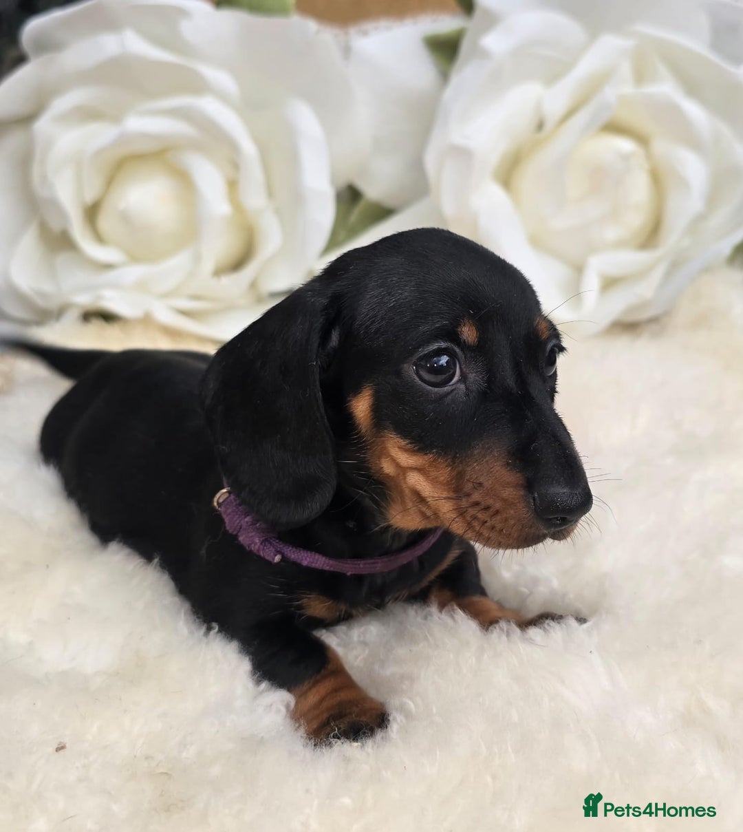 Dachshund dogs for sale: READY NOW LAST PUPPY  miniature dachshund puppies in Ilminster - Image 11
