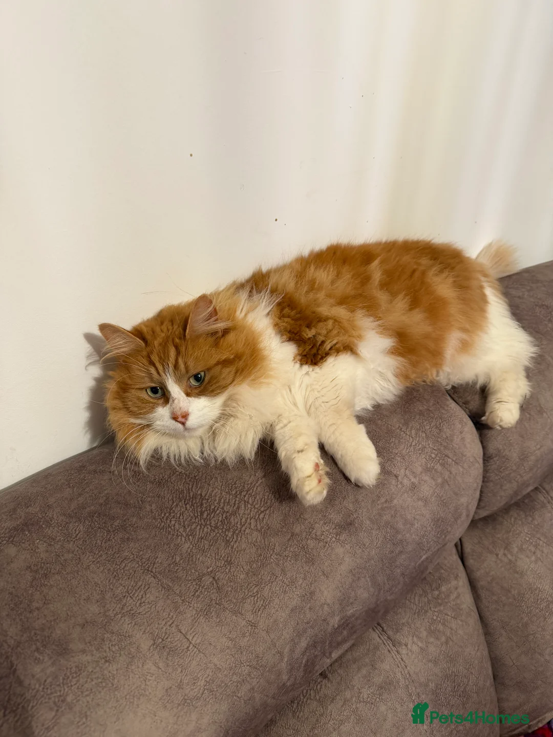 Mixed Breed cats for sale: 7 year old maincoon cross girl - Advert 3