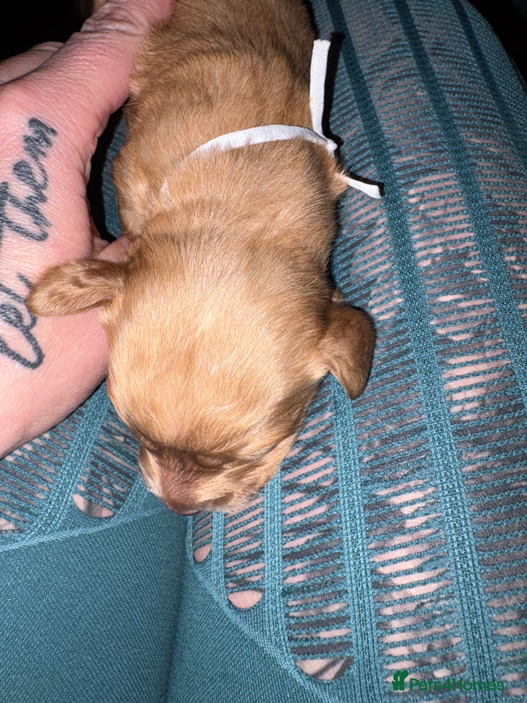 Cockapoo dogs for sale: Outstanding fb1 cockapoo puppies - Advert 6