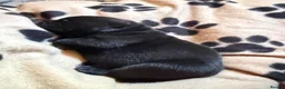 Mixed Breed dogs for sale: Adorable Chaffy pups  in Clitheroe - Advert 24
