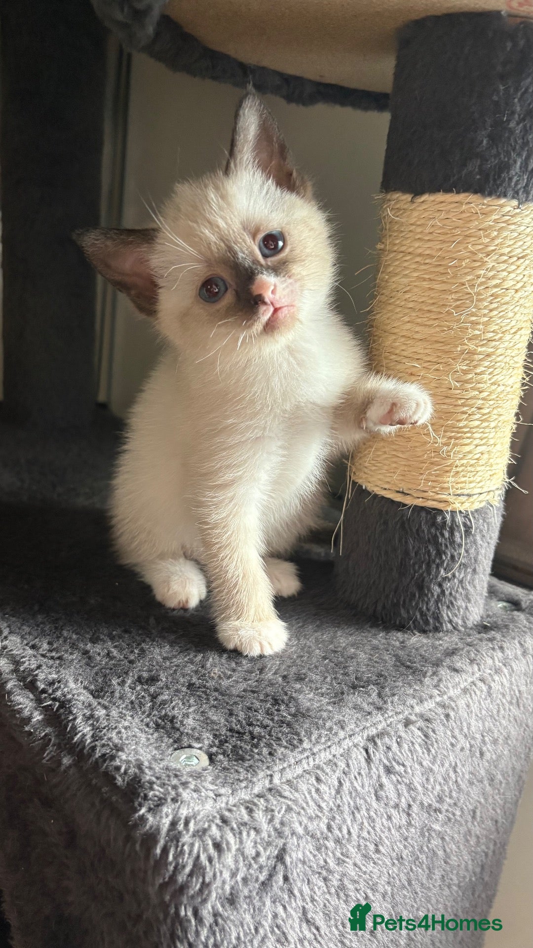 Mixed Breed cats 1 seal choc pointed kitten left - Advert 13