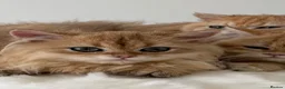 British Longhair cats for sale: British Shorthair or Longhair Godlen kittens  - Advert 13