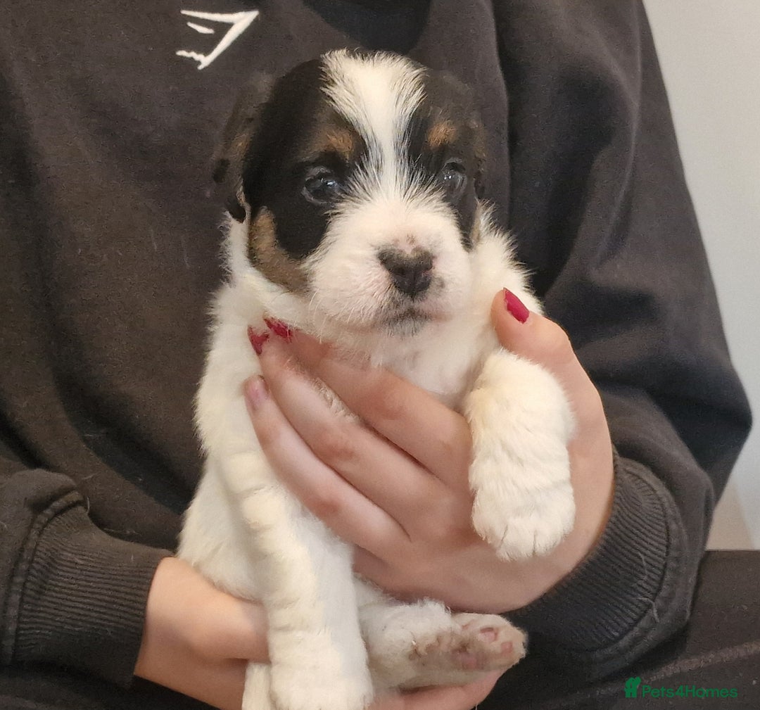 Jack Russell dogs for sale: KC Reg Jack Russell Pups,Parents DNA health tested - Image 10