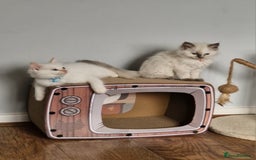 Ragdoll cats for sale: Beautiful Ragdoll Kitten  - Image 17