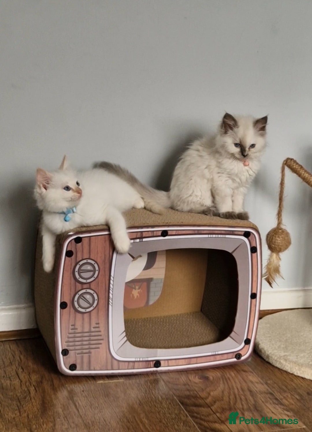 Ragdoll cats for sale: Beautiful Ragdoll Kitten  - Image 17