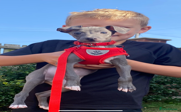 Italian Greyhound dogs - Advert 2