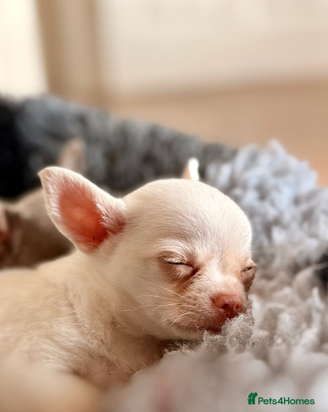 Chihuahua dogs for sale: XS Chocolate and Tan wrapped in Cream Boy  - Image 4