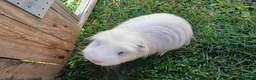Guinea Pig rodents for sale: Guinea Pig Pair in Leeds - Advert 2