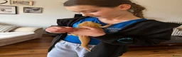 Bearded Dragon reptiles for sale: 2 yr old Breaded dragon (JayJay) in Glasgow - Advert 5