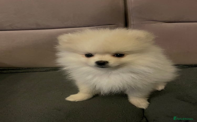 Pomeranian dogs - Advert 5