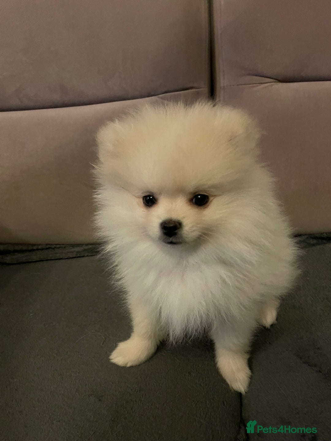 Pomeranian dogs for sale: Pomeranian Puppies – Ready Now - Advert 14