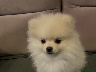 Pomeranian dogs - Advert 31