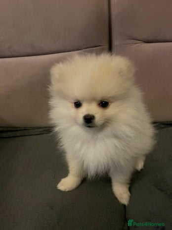 Pomeranian dogs - Advert 1