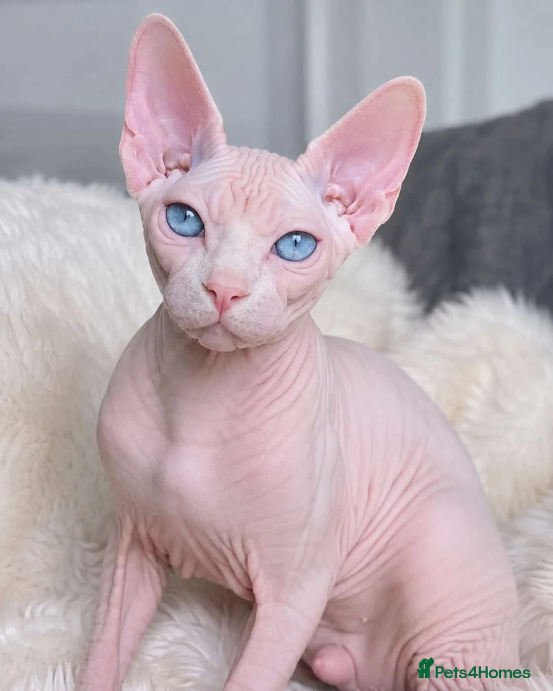 Sphynx cats for stud: 2 studs  Oddeyed elf &DBE eyes white shpynx   - Advert 2