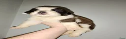 Saint Bernard dogs for sale: Beautiful saint Bernard puppies - Advert 9