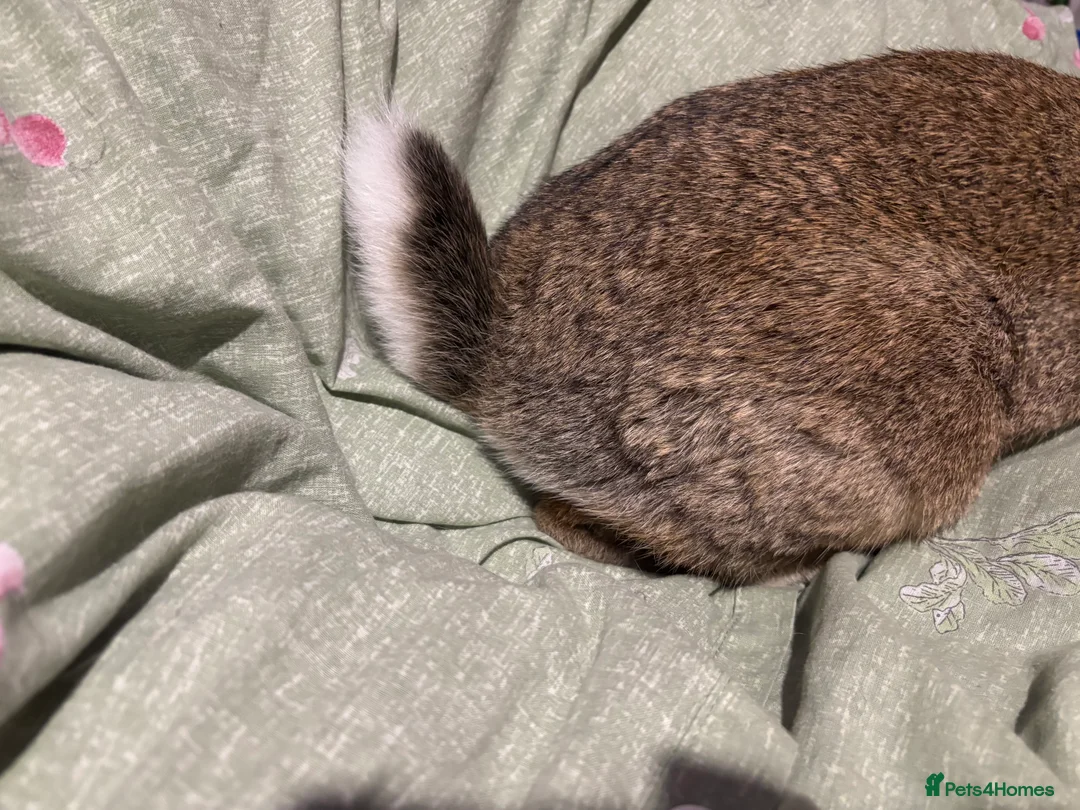 English Lop rabbits for sale: Female English lops  - Advert 8