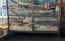 Rat rodents for sale: 3 male rats  - Image 4