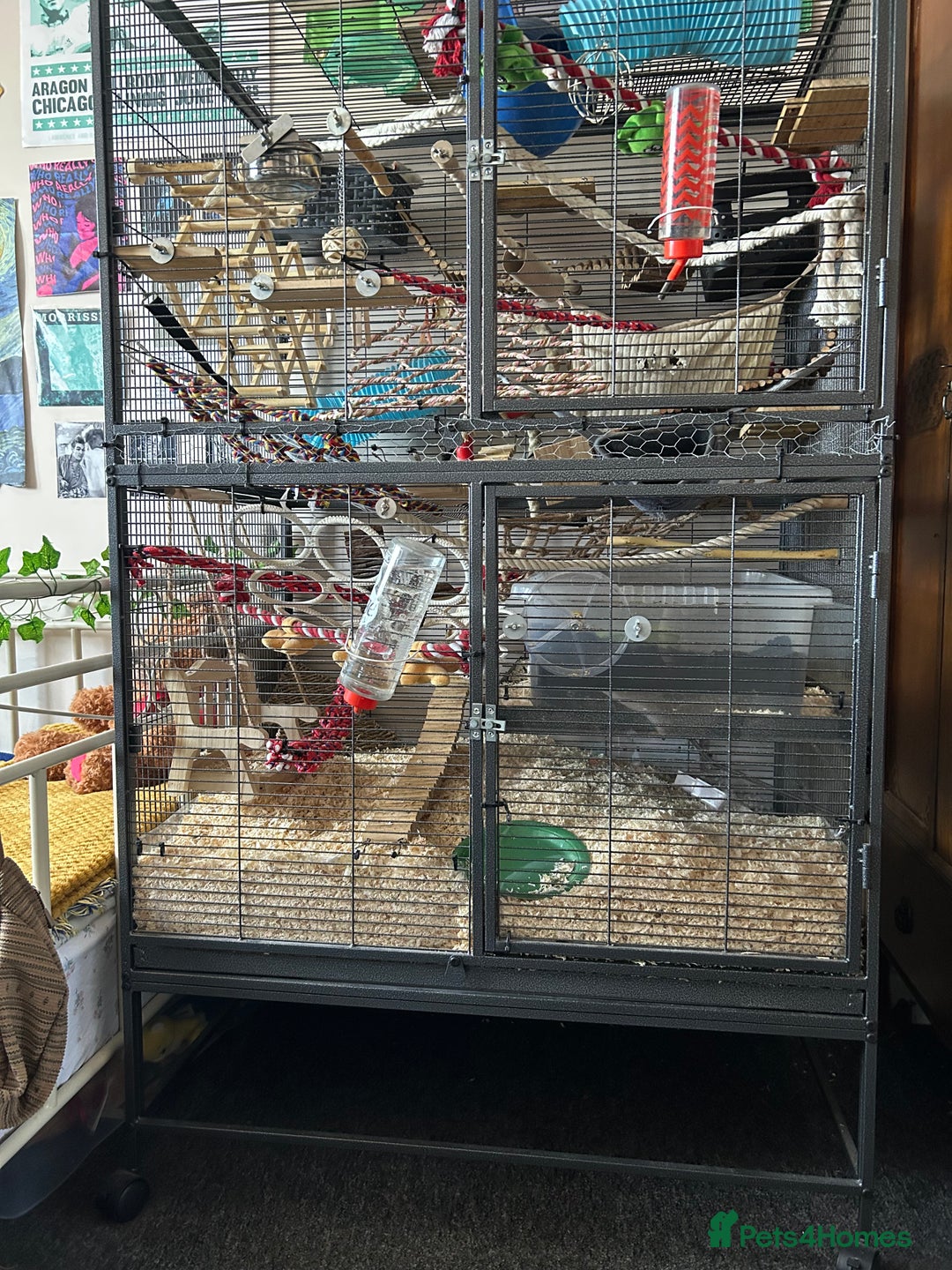 Rat rodents for sale: 3 male rats  - Image 4