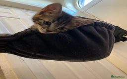 European cats for sale: 4 Cute & Cuddly Kittens Ready For Forever Home - Image 39
