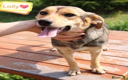 Mixed Breed dogs for adoption: 💖🐶 LOLLY 🐶💖 - Image 16