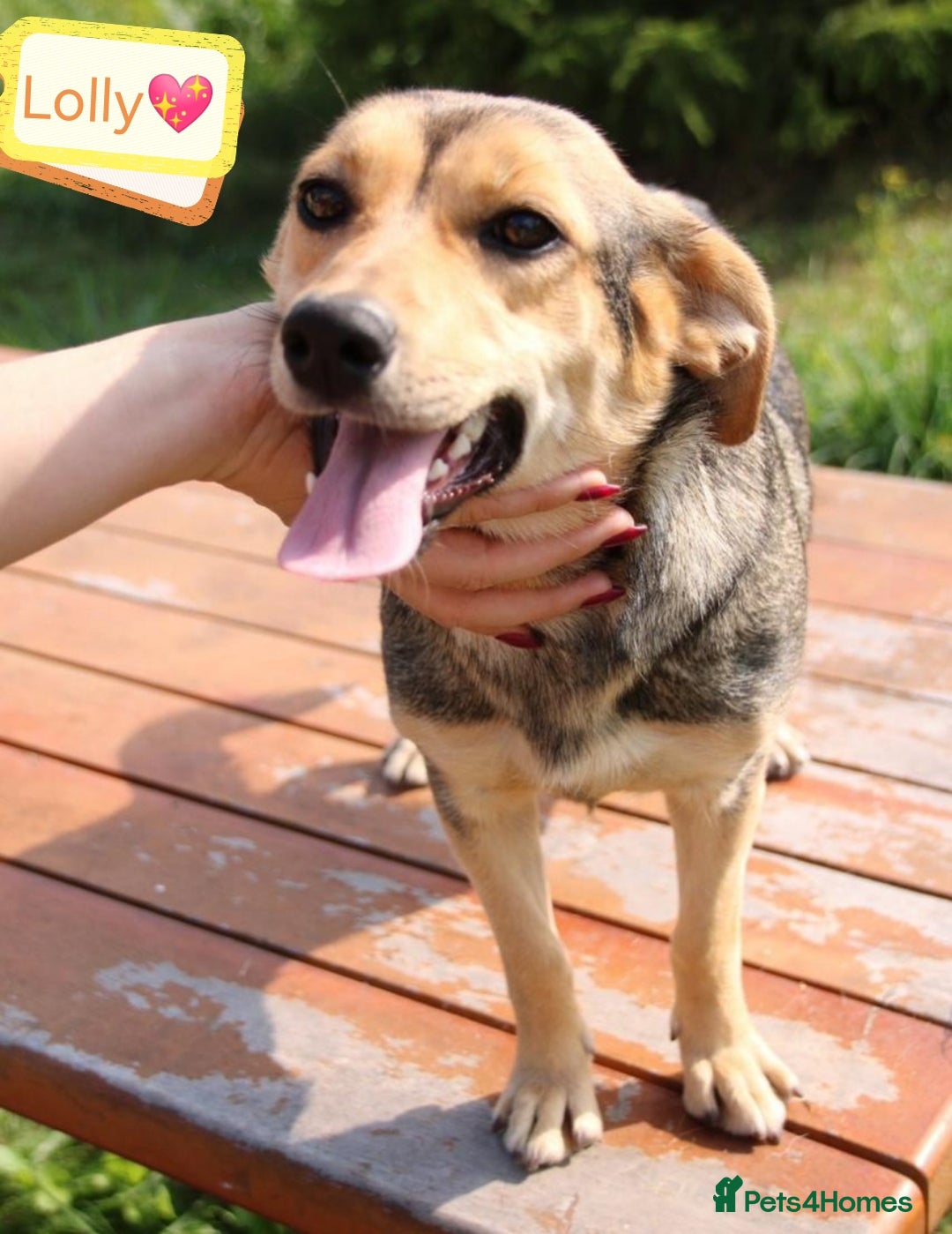 Mixed Breed dogs for adoption: 💖🐶 LOLLY 🐶💖 - Image 16