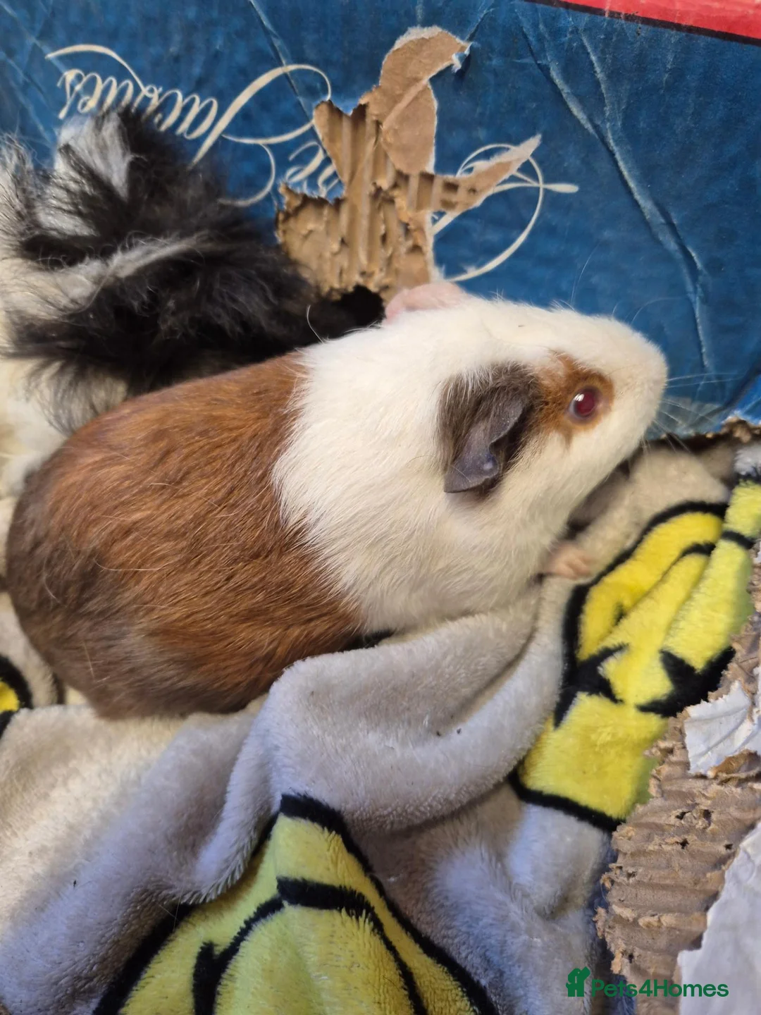 Guinea Pig rodents for sale: Pair of Baby Male Guinea Pigs For Sale  - Advert 5