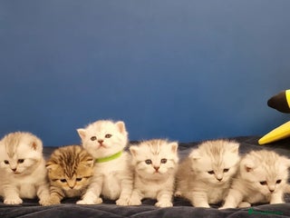 British Shorthair cats 🩵💙💜Amasing British Shorthair Kittens🧡💚💙 - Advert 4