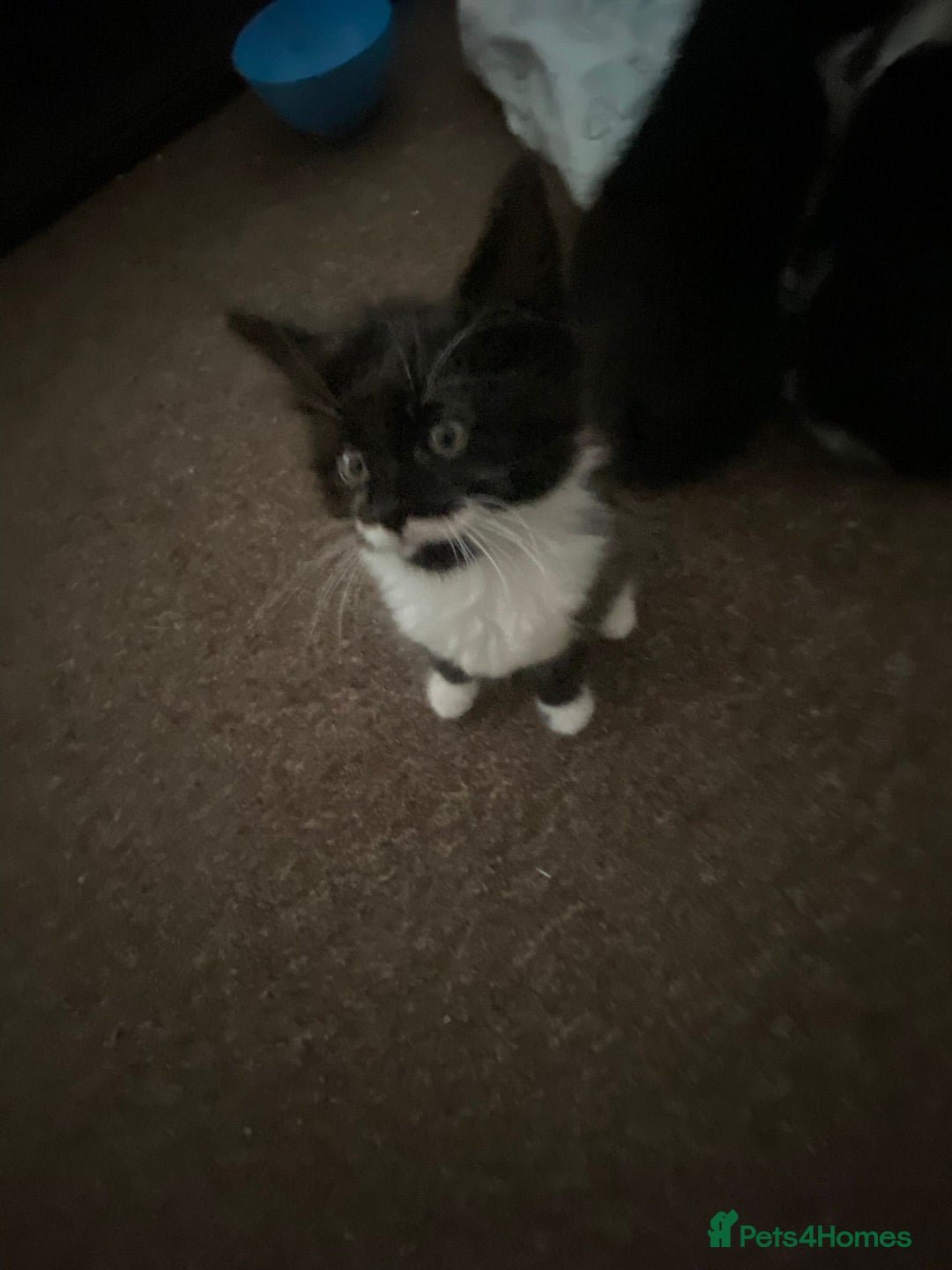 American Shorthair cats for sale: 3 kittens for sale  - Image 2