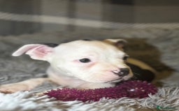 American Bully dogs for sale: perfect puppys - Image 17