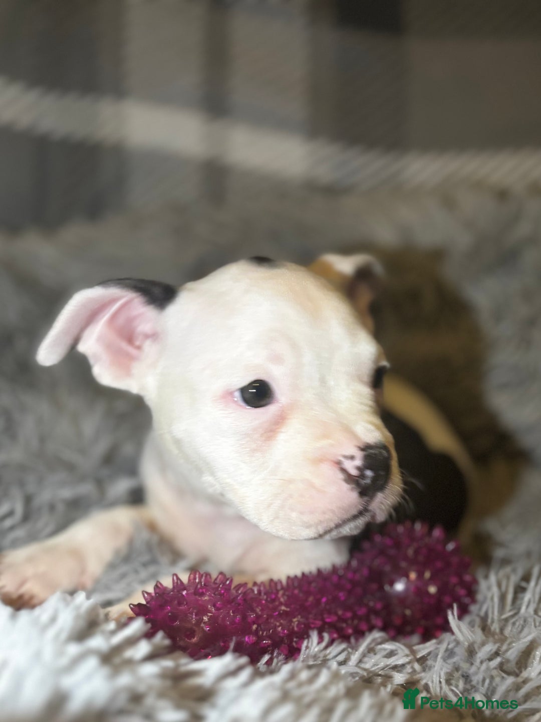 American Bully dogs for sale: perfect puppys - Image 17
