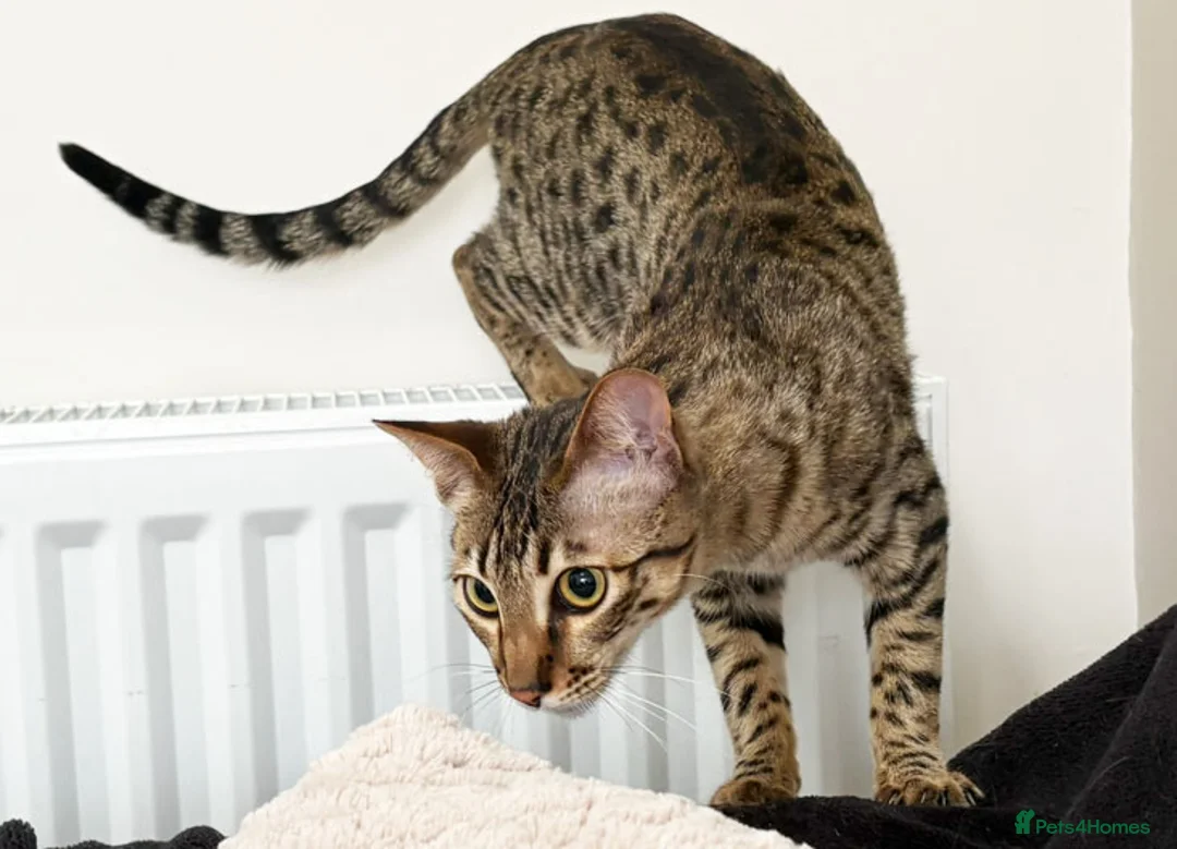 Savannah cats for sale: Sittingpretty Shyler F5 SBT Savannah female - Advert 1
