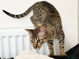 Savannah cats Sittingpretty Shyler F5 SBT Savannah female - Advert 7