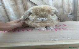 Mini Lop rabbits for sale: Neutered mini lop buck - Image 2