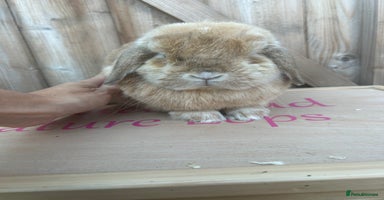 Mini Lop rabbits - Advert 1