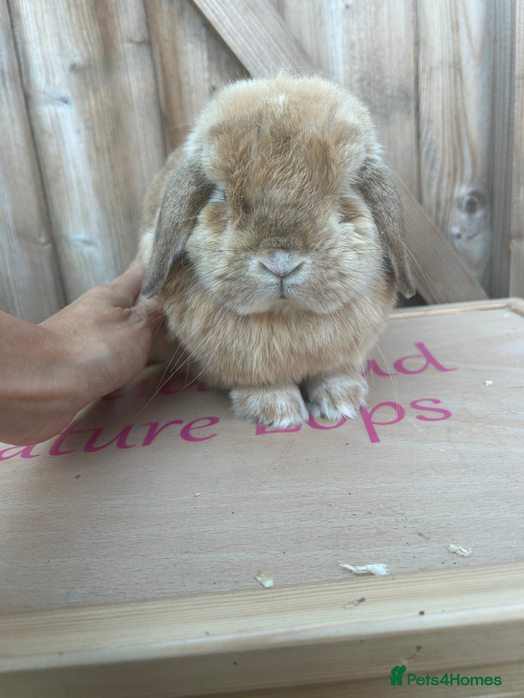 Mini Lop rabbits for sale: Neutered mini lop buck - Image 2