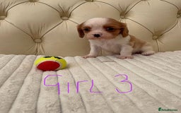 Cavalier King Charles Spaniel dogs for sale: 🐶 true miniature King Charles puppy’s 🐶 - Image 12